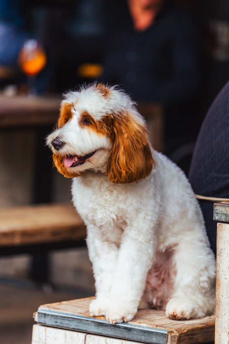 Aper'eau Antwerpen | Bar Brial | 1 augustus 2025